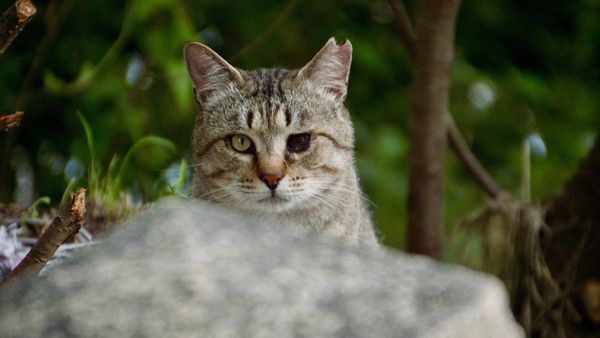 Cats Of Gokogu Shrine