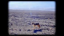 A coyote in Death Valley